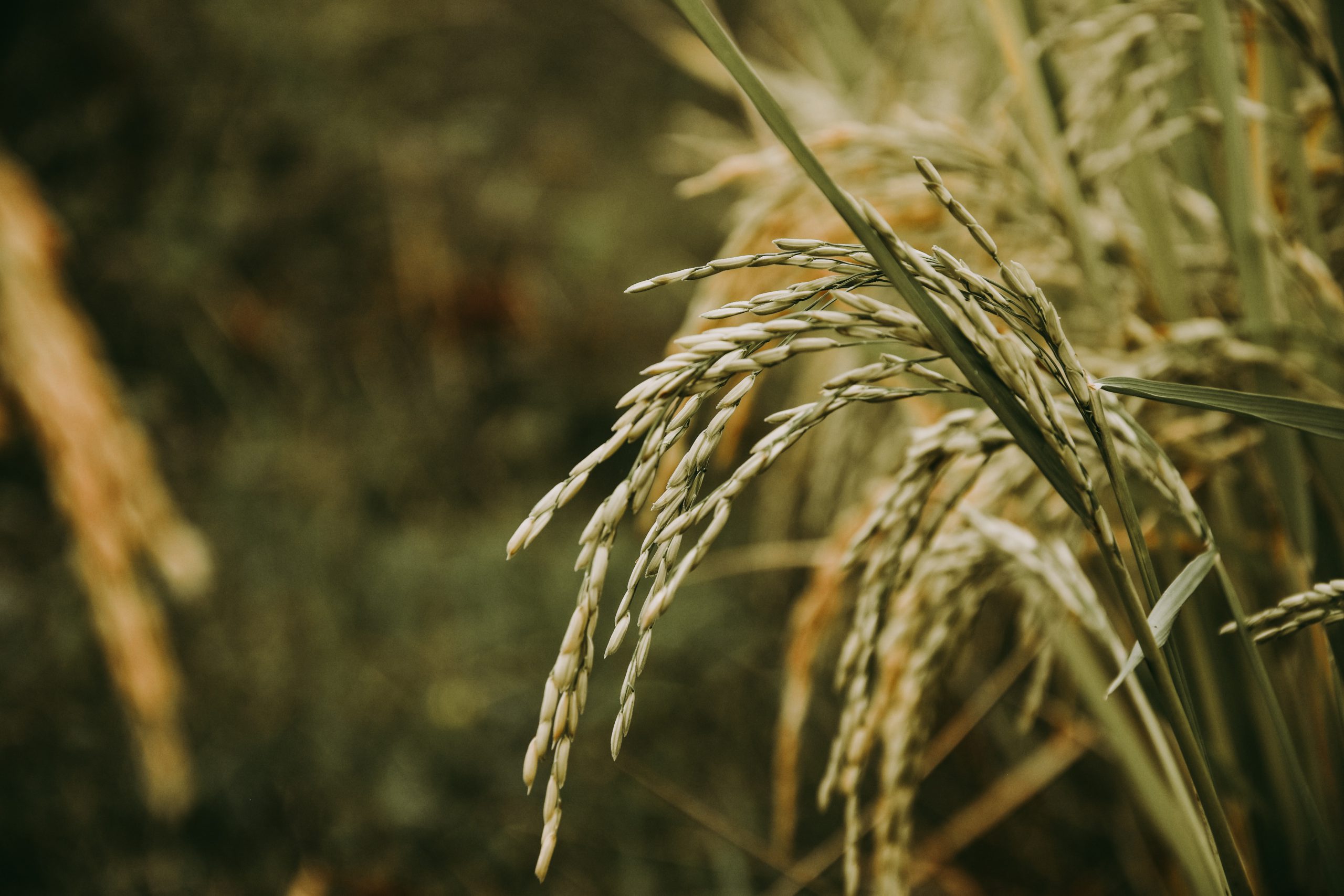 IL GOLDEN RICE: pubblicati nuovi dati sperimentali