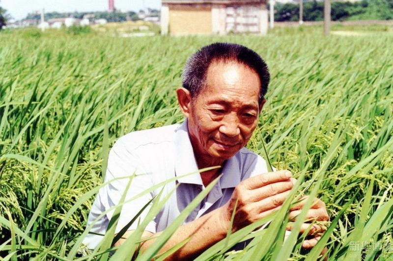 Addio a Yuan Longping, agronomo padre del riso ibrido