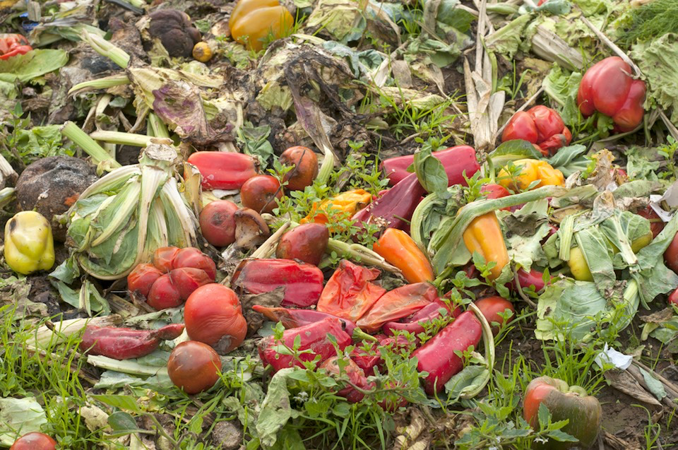 La riduzione di perdite e sprechi alimentari è necessaria e urgente, ma non sufficiente