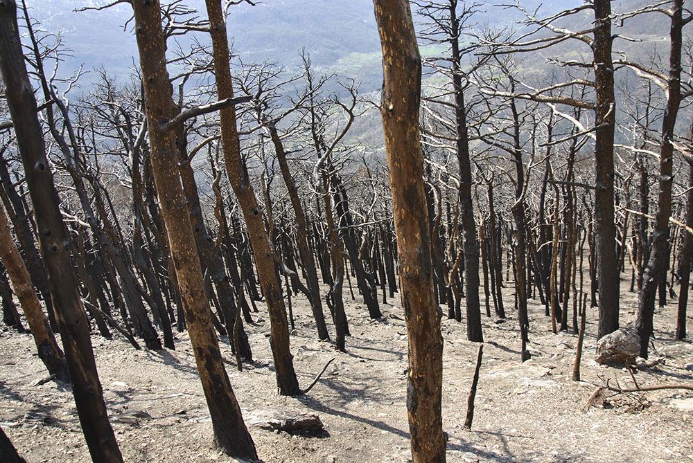 La gestione post-incendio inizia prima che le fiamme siano spente.