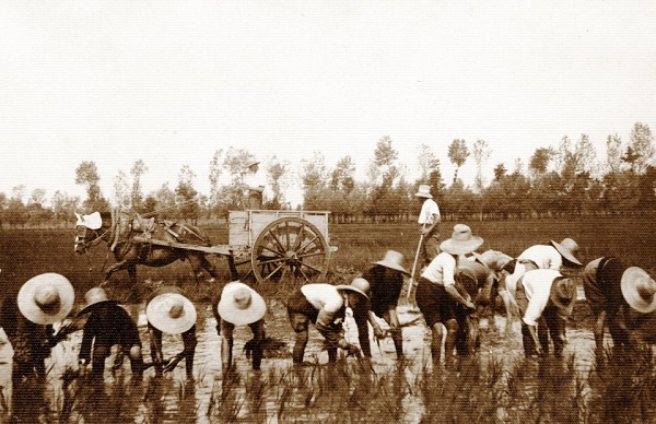 Il riso, coltura pioniera della  rivoluzione verde in Italia