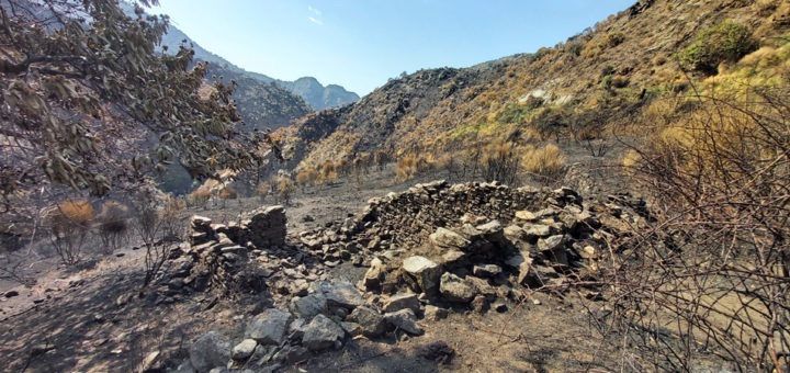 Cosa succede agli organismi che vivono nel suolo dopo un incendio?