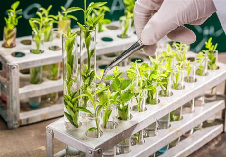 Opportuna una nuova legislazione per le piante prodotte con nuove tecniche genomiche