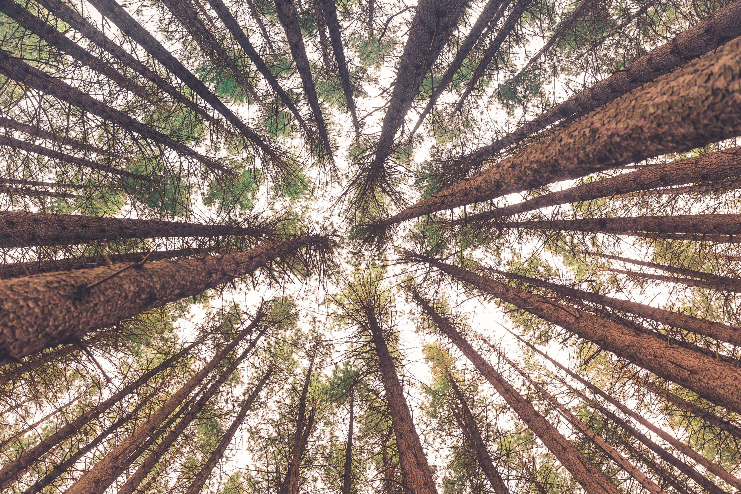 La FIDAF e le Accademie Scientifiche si mettono a disposizione del Governo per il Progetto “1000 miliardi di alberi”