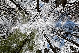 Gli alberi al servizio dell’ambiente