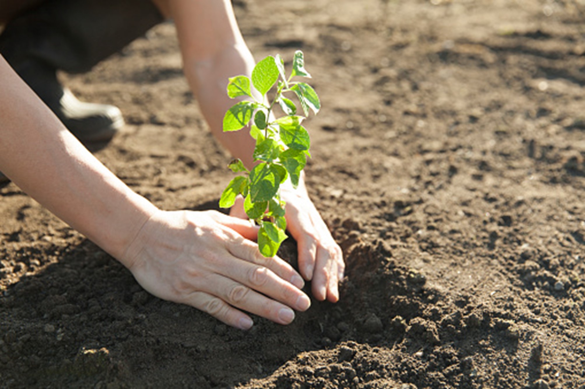 La FIDAF e le Accademie Scientifiche sottopongono al Governo idee e proposte per il Progetto “1000 miliardi di alberi”