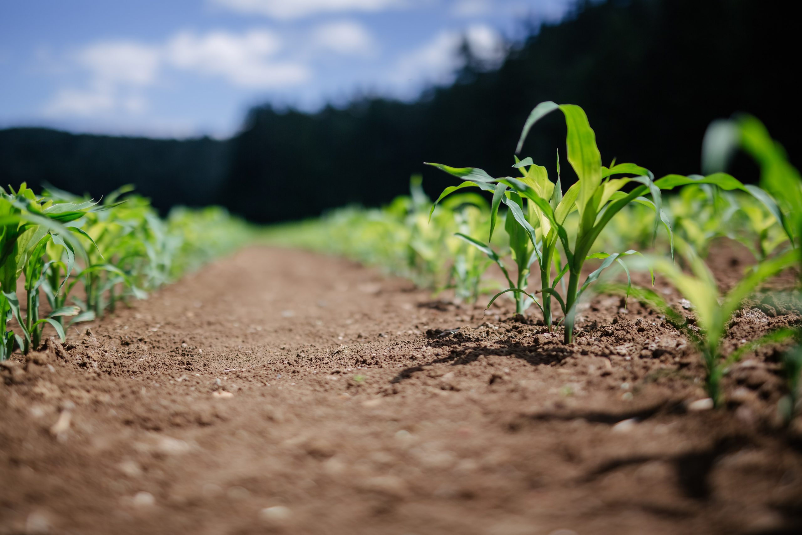 Cambiamento climatico: l’agricoltura è il problema o la soluzione?