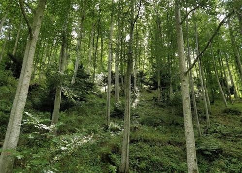 La Strategia Forestale Nazionale