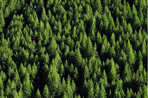 Le foreste sempre più al centro dell’attenzione nazionale