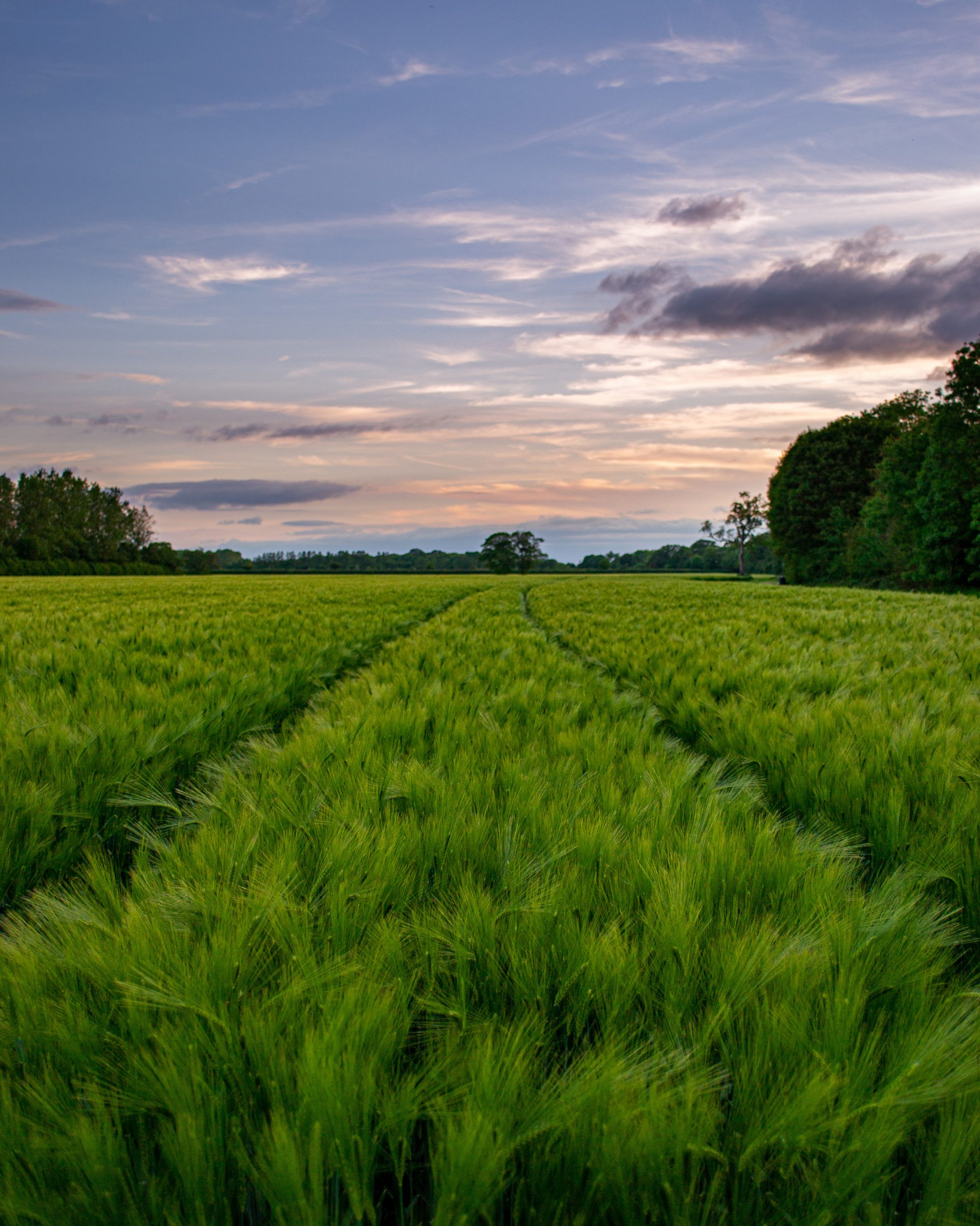 Diciannove associazioni ambientaliste contestano la riforma PAC. SCONTRO FRONTALE CON IL MIPAAF E CON L’AGRICOLTURA PROFESSIONALE ED ORIENTATA AL MERCATO