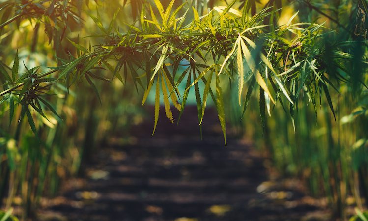 La canapa nell'agricoltura italiana