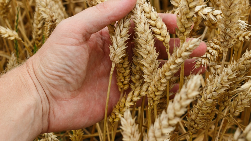 Rafforzare il ruolo nella società dei Dottori in Scienze Agrarie e Forestali
