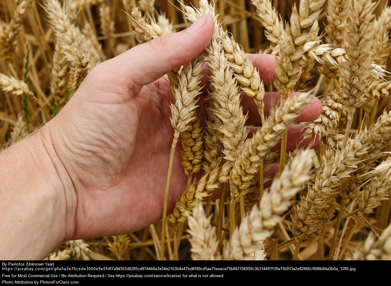 Rafforzare il ruolo nella società dei Dottori in Scienze Agrarie e Forestali