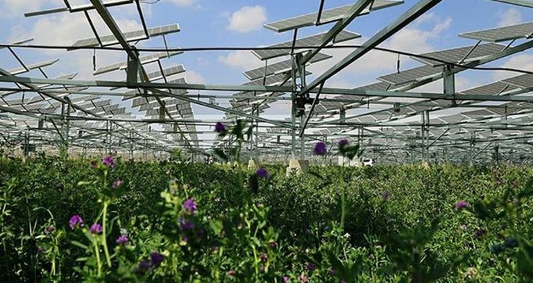 Finanziata una borsa di dottorato sul tema dell’agrivoltaico sostenibile