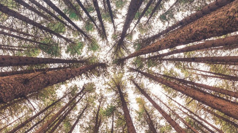 Piantare alberi non è LA soluzione della crisi climatica