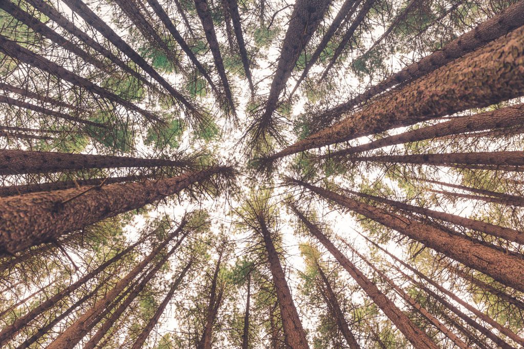Piantare alberi non è LA soluzione della crisi climatica