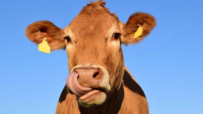 Niente pregiudizi sulla carne sintetica, ma valutazione della convenienza ambientale
