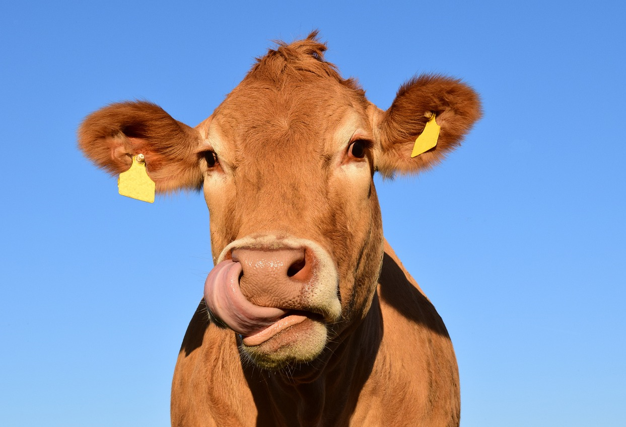 Niente pregiudizi sulla carne sintetica, ma valutazione della convenienza ambientale