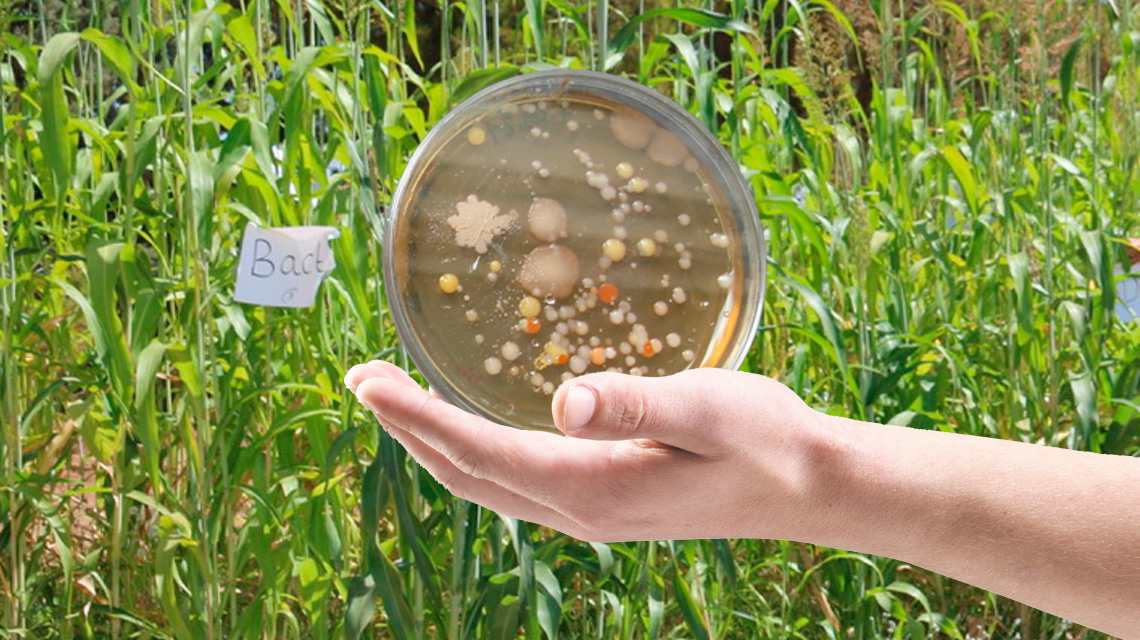 Agricoltura: batteri fertilizzanti per combattere la siccità e migliorare suoli e produzione