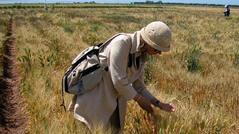 ENEA individua varietà di grano duro che risponde meglio alla siccità