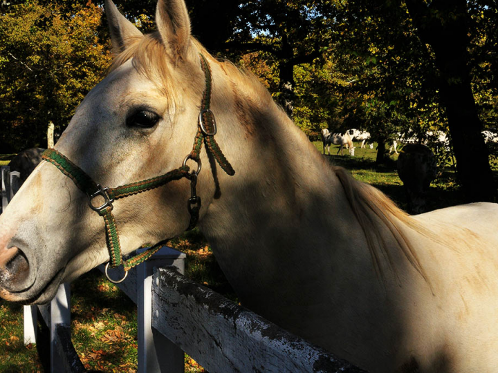 L’allevamento equino in Italia: stato dell’arte e prospettive future di un settore produttivo zootecnico dalle grandi potenzialità economiche ed ambientali
