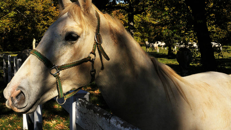 L’allevamento equino in Italia: stato dell’arte e prospettive future di un settore produttivo zootecnico dalle grandi potenzialità economiche ed ambientali