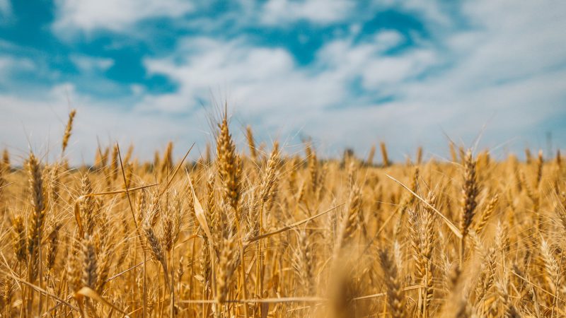 Zitti tutti, ora facciamo parlare il grano (intervista impossibile al grano, con la voce di Pasquale De Vita, CREA Foggia)