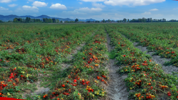 Elmas (CA), 16 giugno 2023 – Convegno “La coltivazione del pomodoro da industria ed i cambiamenti climatici: opportunità o problema?