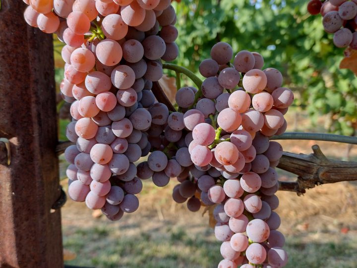 Nuove varietà resistenti per una vitivinicoltura competitiva e altamente sostenibile