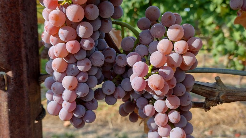 Nuove varietà resistenti per una vitivinicoltura competitiva e altamente sostenibile