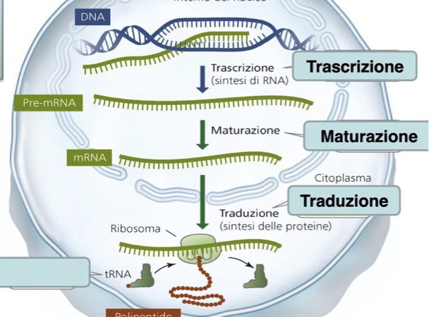 VEGETALI E LATTE SONO RICCHI DI microRNA, IMPORTANTI REGOLATORI GENETICI