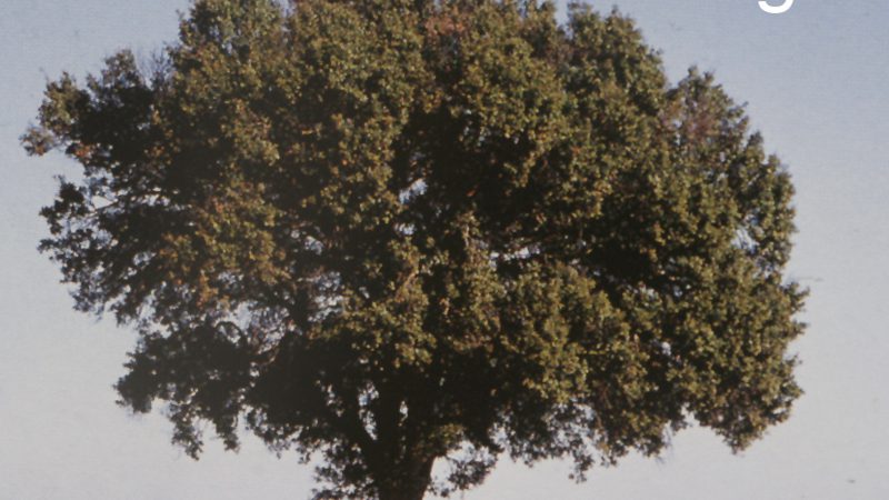 IL FRAGNO (Quercus trojana Webb.) NEL QUADRO DELLA BIODIVERSITÀ DEL PARCO DELLA MURGIA MATERANA