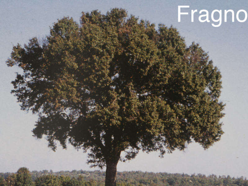 IL FRAGNO (Quercus trojana Webb.) NEL QUADRO DELLA BIODIVERSITÀ DEL PARCO DELLA MURGIA MATERANA