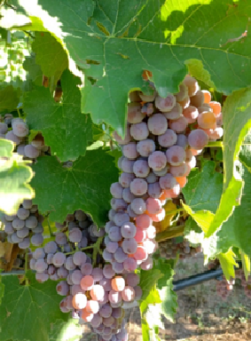 Nuove varietà resistenti per una vitivinicoltura competitiva, altamente sostenibile e resiliente al cambiamento climatico – VI.RES.CLIMA