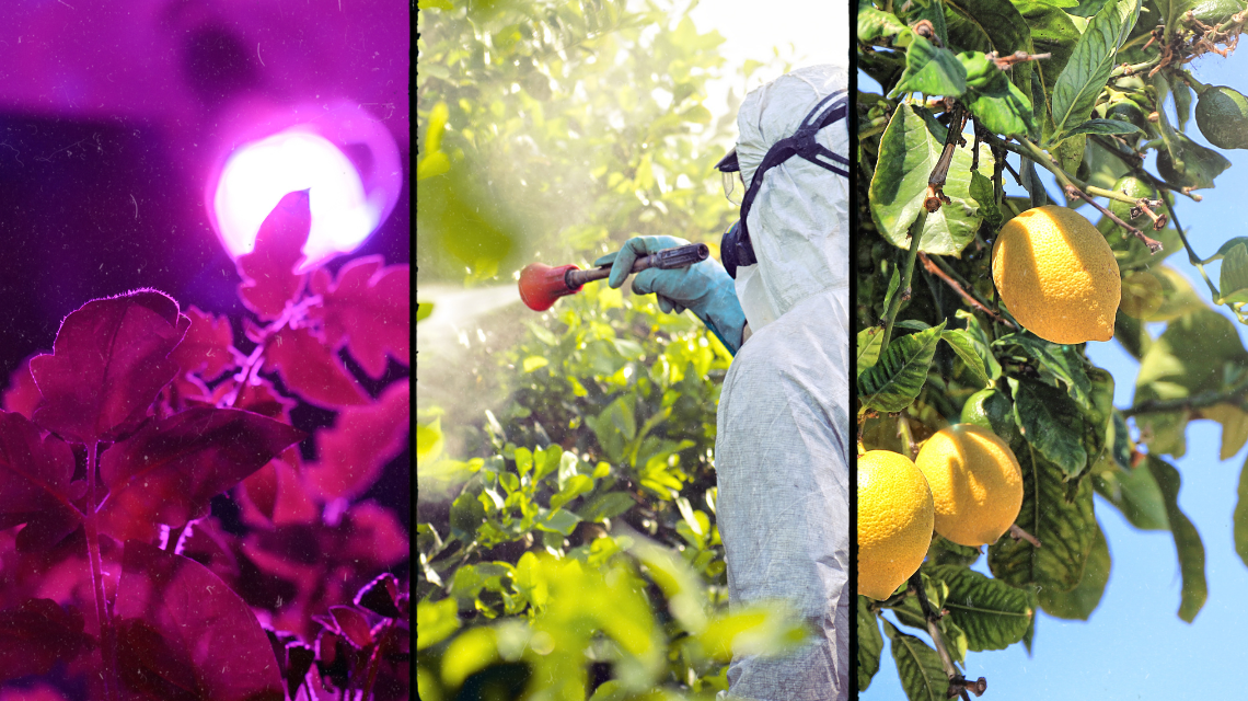 Da ENEA nuovo trattamento a raggi ultravioletti per dimezzare uso dei pesticidi