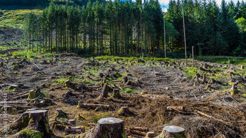 Deforestazione e mercato internazionale degli alimenti