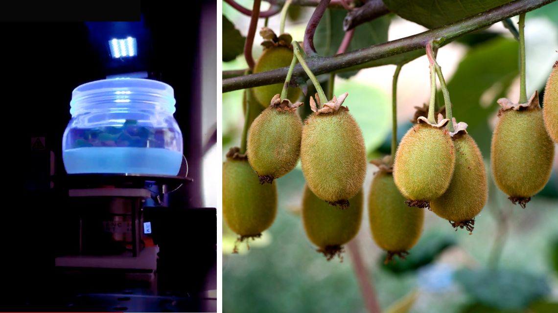 Da ENEA e CREA trattamento green per rafforzare le difese del kiwi ai patogeni