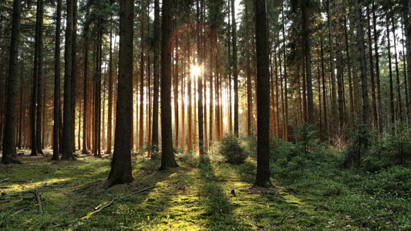 Lacune conoscitive e opportunità di ricerca alla luce del Regolamento dell’Unione Europea sui prodotti a deforestazione zero (EUDR)