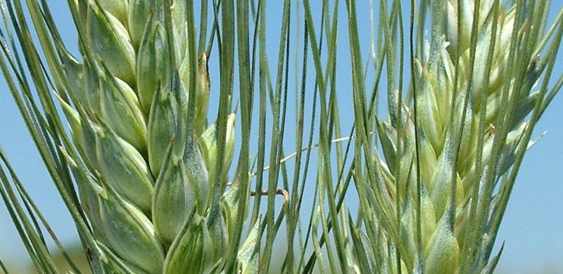 Le sfide per la genetica a 50 anni dal grano duro Creso