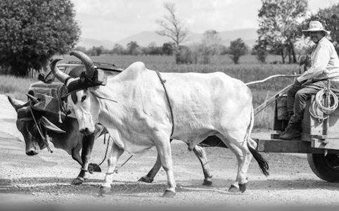 Dualismo agricoltura/energia