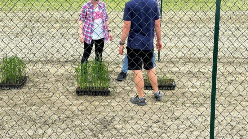 LA FIDAF SI UNISCE ALLA SOCIETÀ AGRARIA DI LOMBARDIA NELLA CONDANNA DELL’ ATTO VANDALICO CONTRO LA SPERIMENTAZIONE DEL RISO A BASSO IMPATTO AMBIENTALE