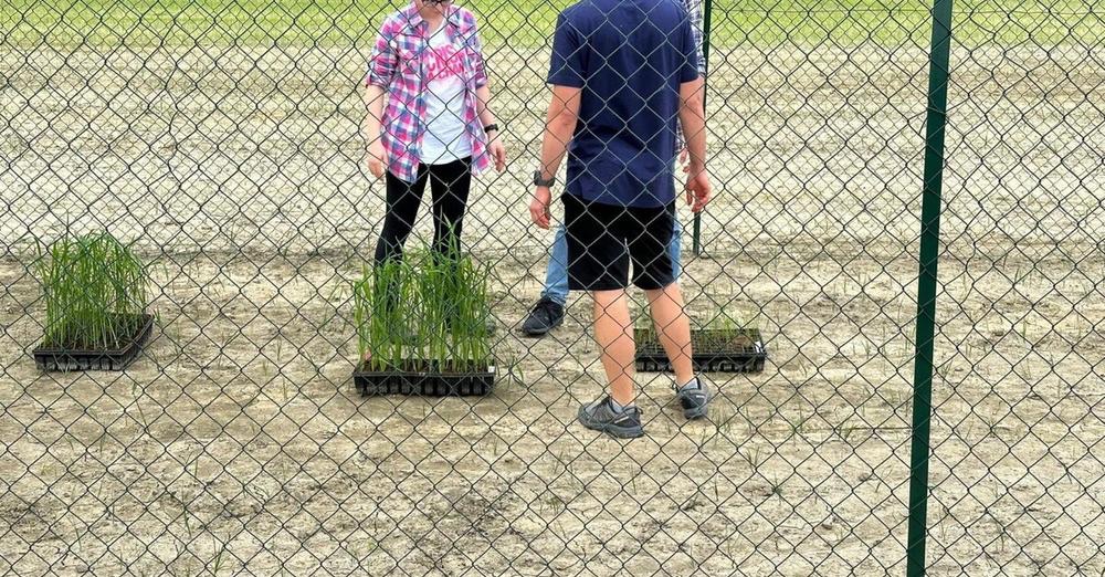 LA FIDAF SI UNISCE ALLA SOCIETÀ AGRARIA DI LOMBARDIA NELLA CONDANNA DELL’ ATTO VANDALICO CONTRO LA SPERIMENTAZIONE DEL RISO A BASSO IMPATTO AMBIENTALE