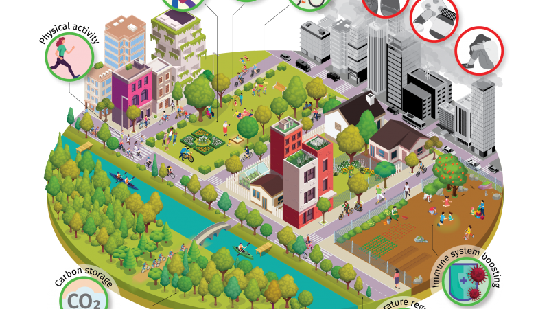 Il nuovo Policy Brief dell’Istituto Forestale Europeo (EFI) mostra come alberi e foreste urbane combattano i problemi di salute pubblica