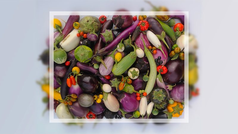 ENEA, studio internazionale svela geni e caratteri completi della melanzana