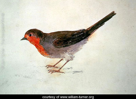 robin-from-the-farnley-book-of-birds-